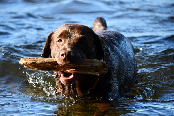 labrador tyrifjorden rytterager lemostangen