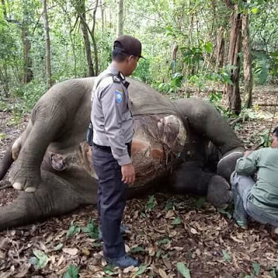 Seekor Gajah Taman Nasional Way Kambas Ditemukan Mati Dalam Keadaan Tanpa Gigi dan Gading