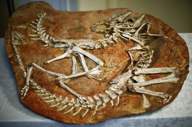 Ancestors of 'Veggie' Dinosaurs Actually Feasted on Meat