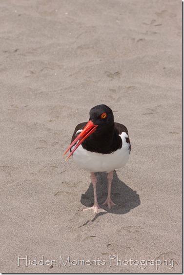 Beach Bird 3_sm