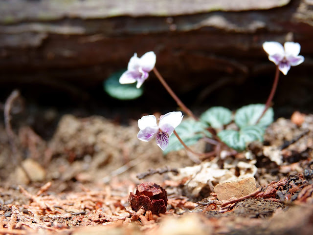 Viola sieboldii