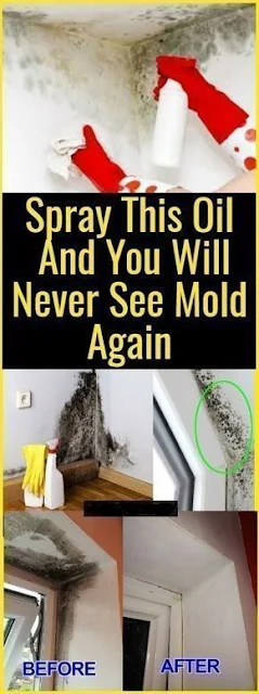 How To Get Rid Of Mold And Keep It From Coming Back