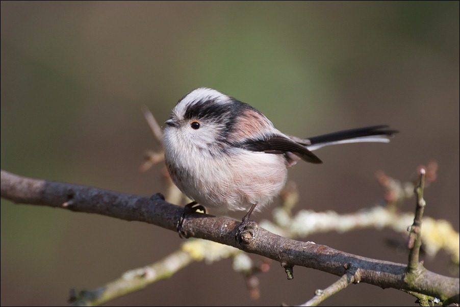 Long Tailed Tit