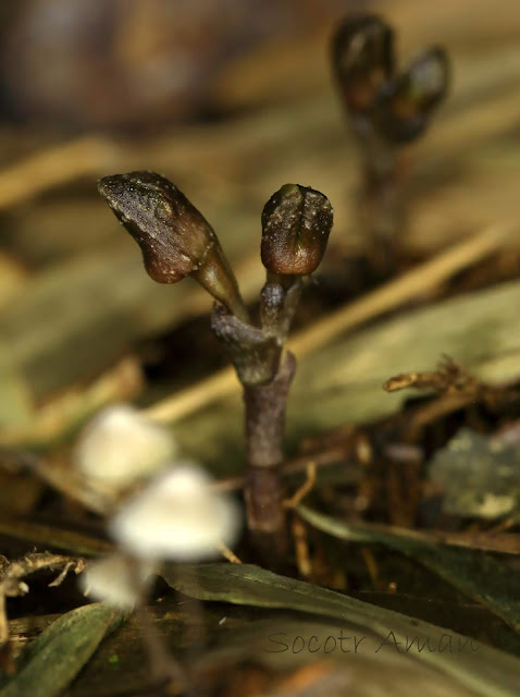 Gastrodia pubilabiata