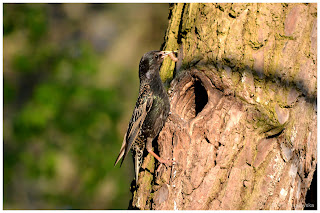 Szpak zwyczajny (Sturnus vulgaris)