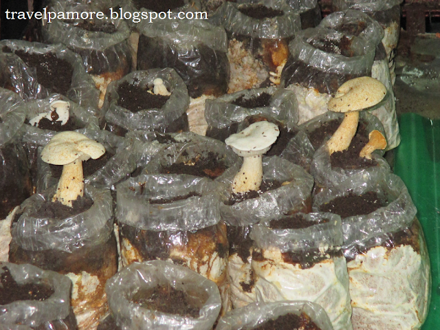 Tunnels and Mushrooms at Rizal Technological University