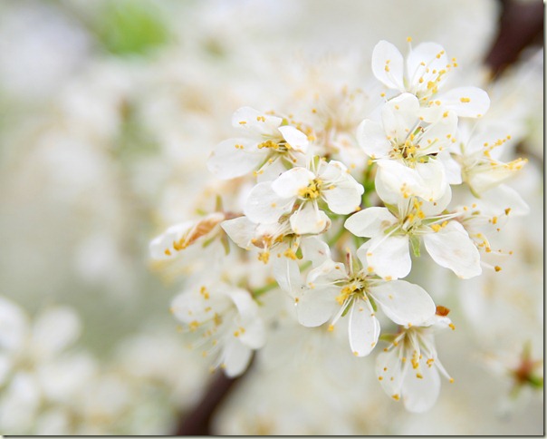 White Blossom_close