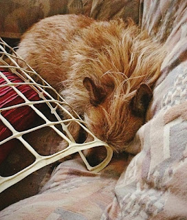 Quila is curled up on an armchair in a back corner of the seat. The edge of the trellis is poking into her.