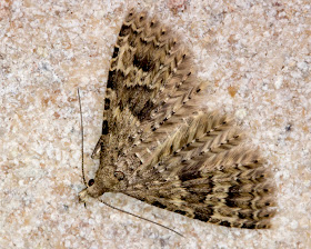 Twenty-plume Moth, Alucita hexadactyla.  Chipstead Caves, 24 February 2013.