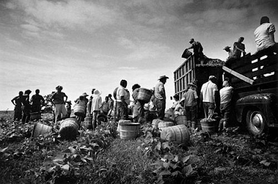 Migrant Bean Pickers working in field, Arkansas, 1961