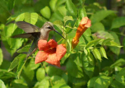 Hummingbird with Trumpet Vine