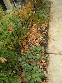 Toronto Cabbagetown Front Yard Fall Cleanup before by Paul Jung Gardening Services