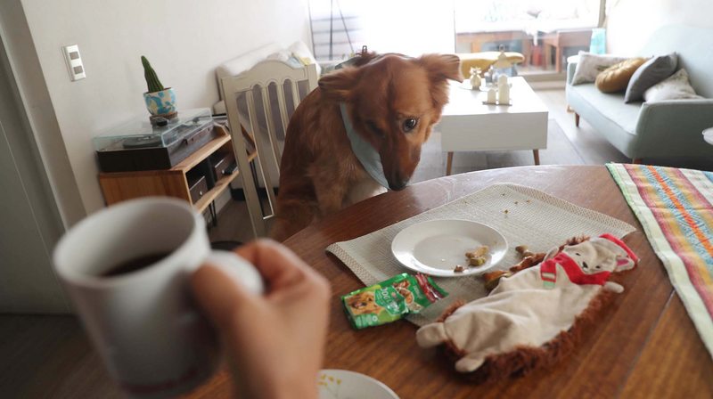 Trata a su mascota como a un niño