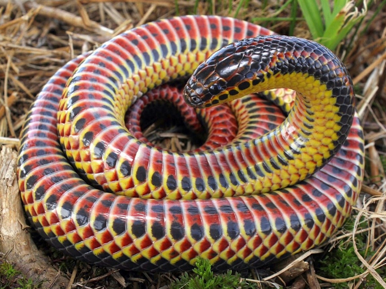 Самые красивые змей в мире. Красноточечная иловая змея. Королевская ошейниковая змея. Farancia erytrogramma змея. Лучистая змея Xenopeltis Unicolor.