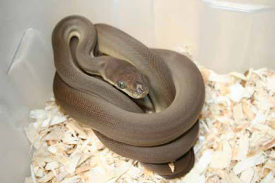 Snakes and More Snakes: Photo of Olive Python, Liasis o