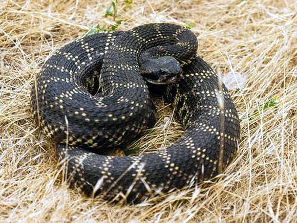black snake Crotalus oreganus