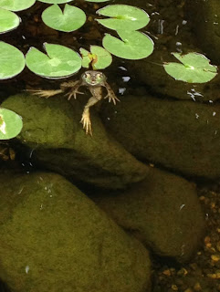 carpet algae backyard pond