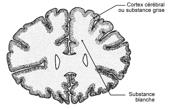 anatomie cerveau système nerveux infirmier