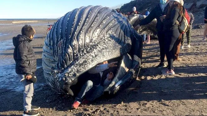 Chubut: Jóvenes se toman fotografías junto a una ballena muerta que apareció en la costa