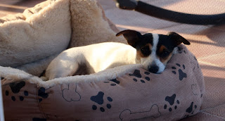 Louise chills out in her bed