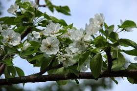 pear tree in blossom