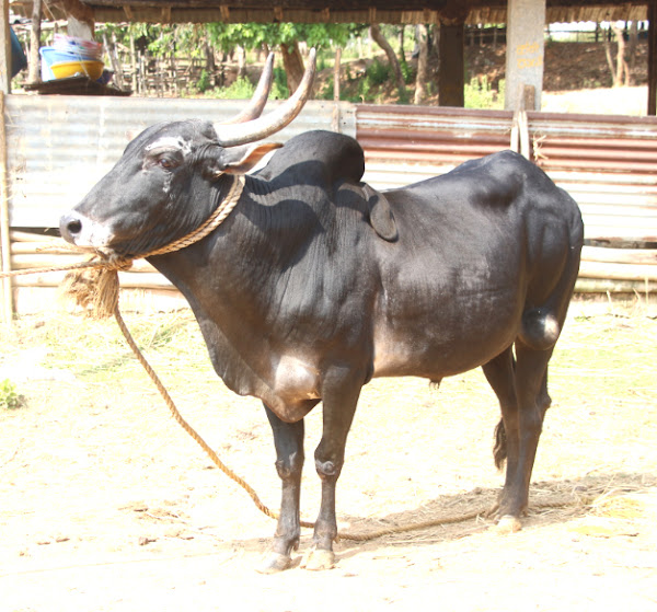 hallikar cattle, about hallikar cattle, hallikar cattle breed, hallikar cattle breed info, hallikar cattle breed facts, hallikar cattle breeders, hallikar cattle care, caring hallikar cattle, hallikar cattle color, hallikar cattle characteristics, hallikar cattle facts, hallikar cattle for milk, hallikar cattle history, hallikar cattle horns, hallikar cattle info, hallikar cattle images, hallikar cattle milk, hallikar cattle origin, hallikar cattle photos, hallikar cattle pictures, hallikar cattle rarity, raising hallikar cattle, hallikar cattle rearing, hallikar cattle size, hallikar cattle temperament, hallikar cattle uses, hallikar cattle weight