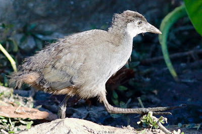 White-breasted Waterhen - juvenile