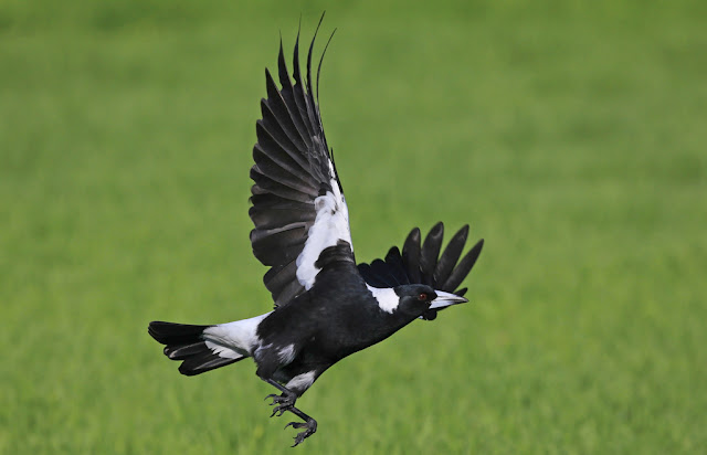 Australian Magpie HD Wallpapers