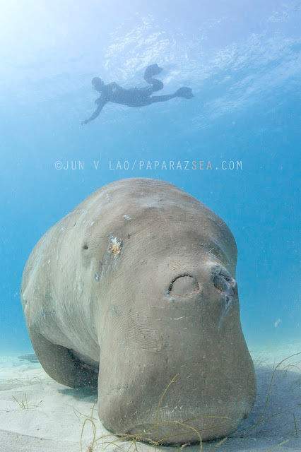 Scuba Diving, Underwater Photography, Dugong Dive, Palawan