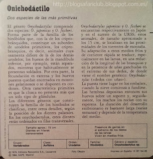 Blog Safari Club, características del Onichodáctilo