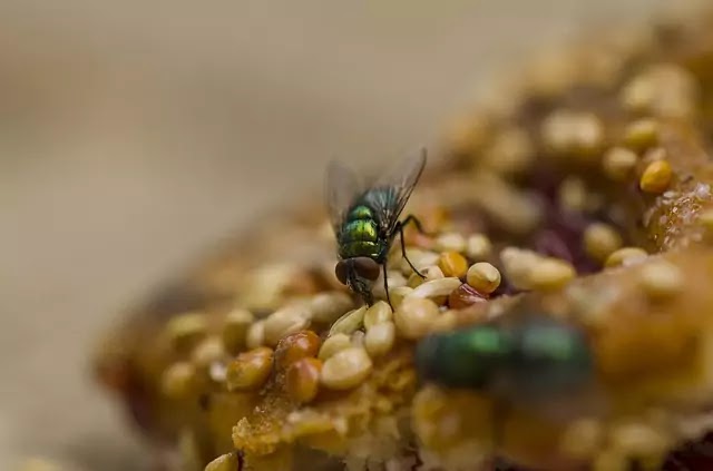 घरेलू मक्खी के मुख उपांग (Mouth Parts of Housefly)|hindi