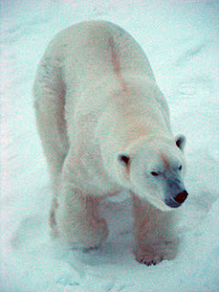 Oso Polar - Ursus maritimus