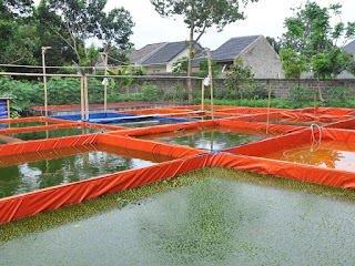 Cara Budidaya Lele Kolam Terpal