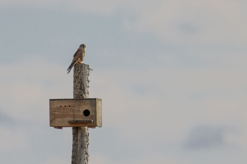 Common Kestrel sitting on top of a wooden nesting box