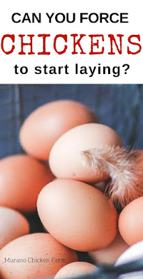 Fresh eggs | how to get a chicken to start laying
