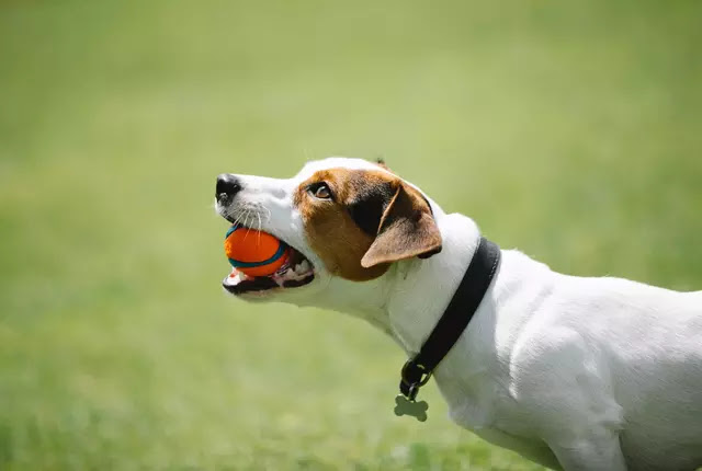 Acoma Dog Training: How to Train Your Dog the Right Way