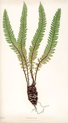 Bradbury fern nature print