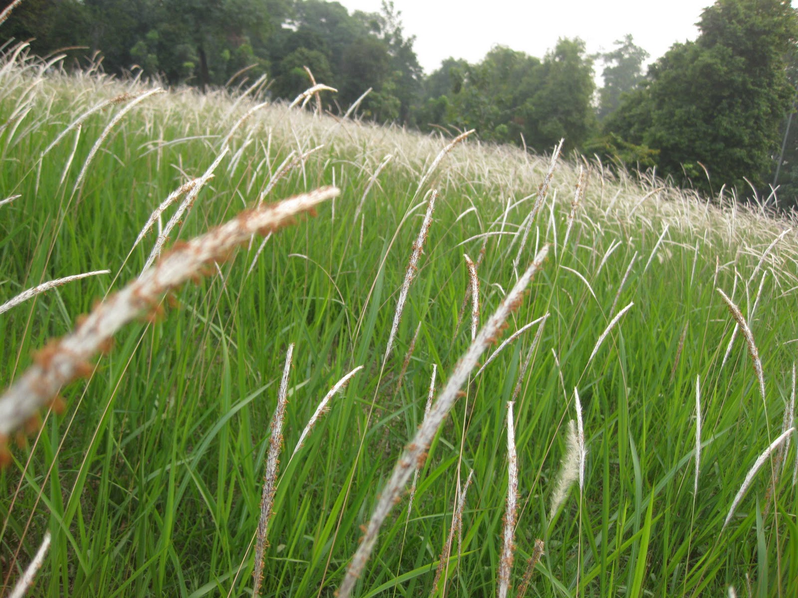 Wallpaper Pemandangan Rumput Ilalang Stok Wallpaper