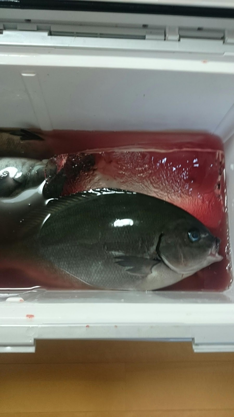 子豚ちゃんの磯遊び 牛深釣行 その３