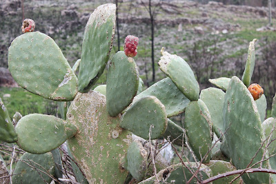 Vijgcactus - - Opuntia ficus-indica