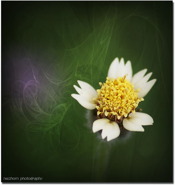 a daisy species flower picture