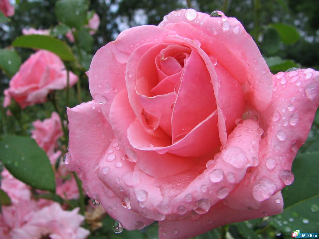 Fotos E Imagens De Flores E Rosas - imagens flores rosas brancas_Pesquisa do Baidu