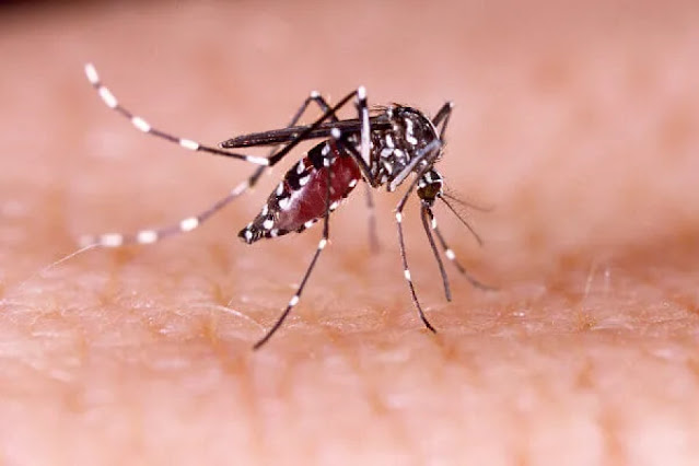 Rio registra 2 mil casos de dengue em 24 horas