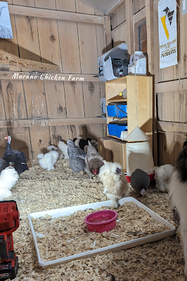 water bowl liner in chicken coop to keep floor dry