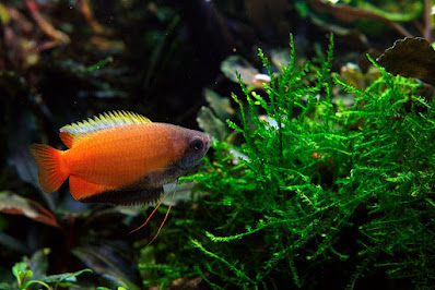 Honey gourami - Trichogaster chuna