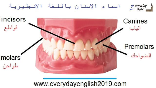 اسماء الاسنان بالانجليزي