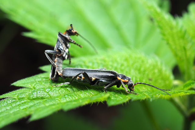 Wildlife Makroaufnahme einer Käferpaarung