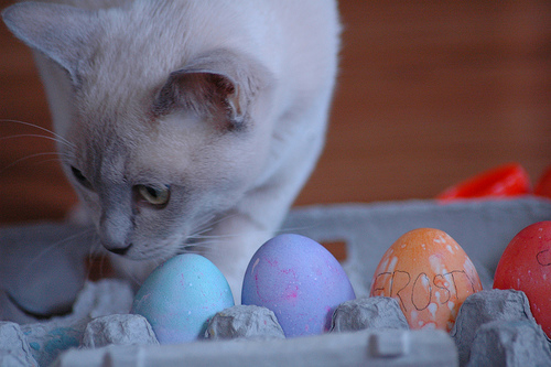 Photos: Adorable Pets Celebrate Easter