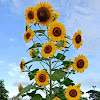 Bunga Matahari Untuk Diwarnai : Bunga Matahari Lucu - Contoh Gambar Mewarnai : Matahari juga bisa menjadi obyek yang menarik untuk anak.