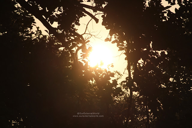 Sunrise At The Roaring Salvan County, Bandhavgarh